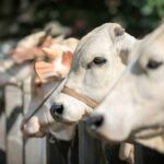 Ilustrasi Qurban