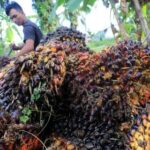 Petani Kelapa Sawit